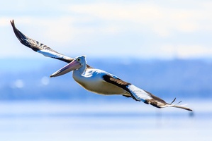  Pelican Glide
