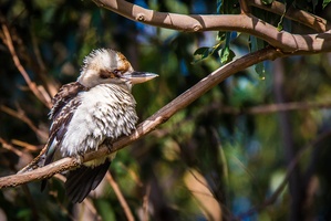  Kookaburra
